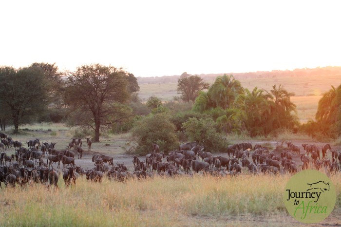 Mengumpulkan kekayaan di alam liar Serengeti Splendor
